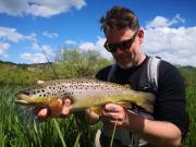 Chalk stream Brown trout May O